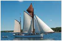 Heringslogger Pirola