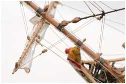 längere Schenkel der Achterbrassen an der Blinde