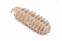 Stringer, Mallen und Deck sind verleimt