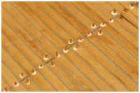 Deck Gaffelkutter Ascharia