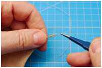 Auge des Schothorns mit Kneifbändsel